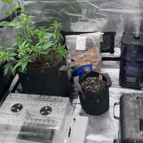 Gorilla Melon growlog photo: Photo of the day. 