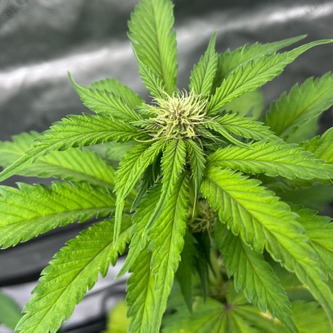 Gorilla Melon growlog photo: Purple lemonade Auto
Wedding Cake Photo
Gorilla Glue Auto
Gorilla melon Photo - Week 1