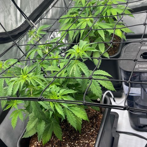 Gorilla Melon growlog photo: Purple lemonade Auto
Wedding Cake Photo
Gorilla Glue Auto
Gorilla melon Photo - Week 1