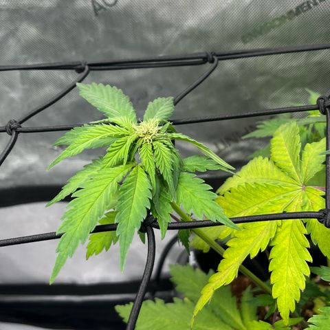 Gorilla Melon growlog photo: Purple lemonade Auto
Wedding Cake Photo
Gorilla Glue Auto
Gorilla melon Photo - Week 1