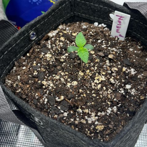 Gorilla Melon growlog photo: Purple lemonade Auto
Wedding Cake Photo
Gorilla Glue Auto
Gorilla melon Photo - Week 1