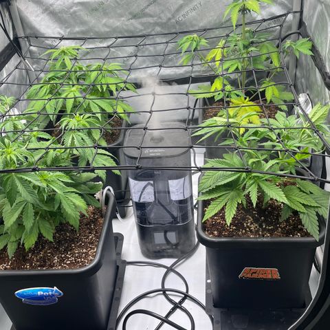 Gorilla Melon growlog photo: Purple lemonade Auto
Wedding Cake Photo
Gorilla Glue Auto
Gorilla melon Photo - Week 1