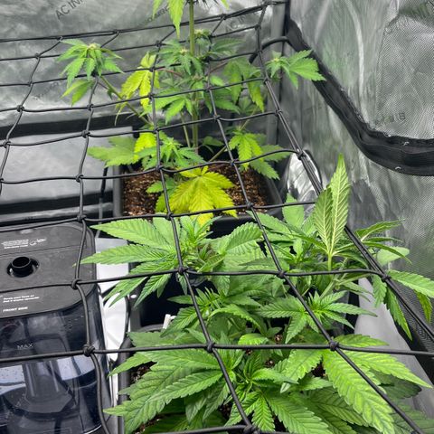 Gorilla Melon growlog photo: Purple lemonade Auto
Wedding Cake Photo
Gorilla Glue Auto
Gorilla melon Photo - Week 1