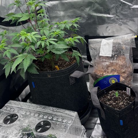 Gorilla Melon growlog photo: Purple lemonade Auto
Wedding Cake Photo
Gorilla Glue Auto
Gorilla melon Photo - Week 1