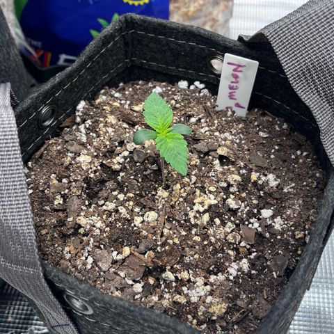Gorilla Melon growlog timeline photo