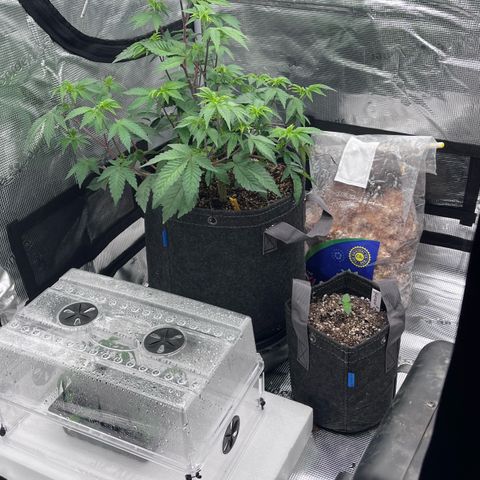Gorilla Melon growlog timeline photo