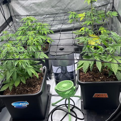 Gorilla Melon growlog timeline photo