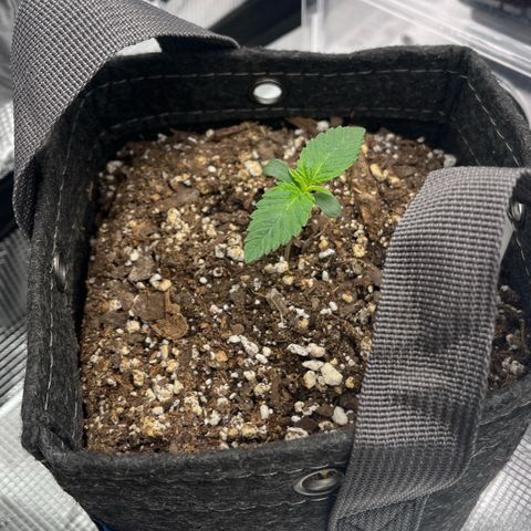 Gorilla Melon growlog timeline photo