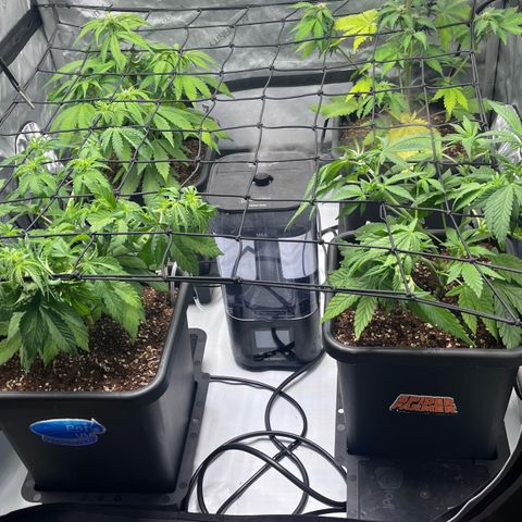 Gorilla Melon growlog timeline photo
