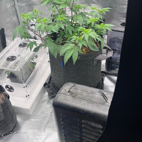 Gorilla Melon growlog timeline photo