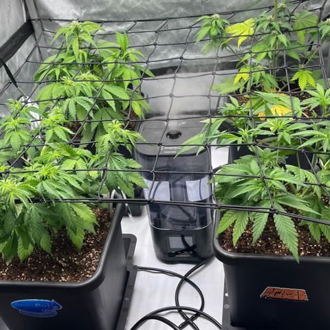 Gorilla Melon growlog timeline photo