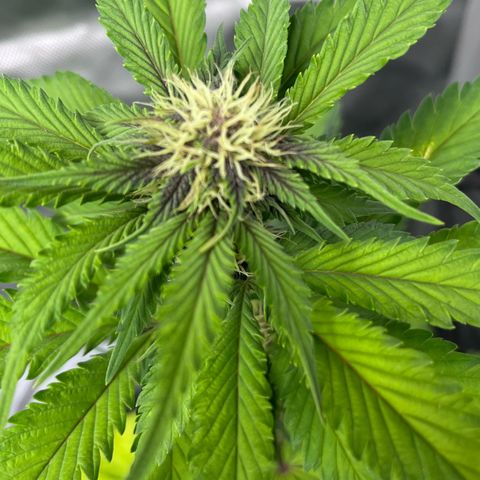 Gorilla Melon growlog timeline photo