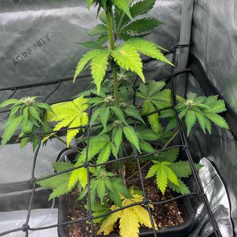Gorilla Melon growlog timeline photo