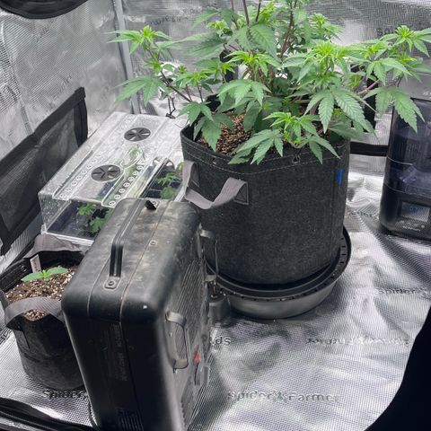 Gorilla Melon growlog timeline photo