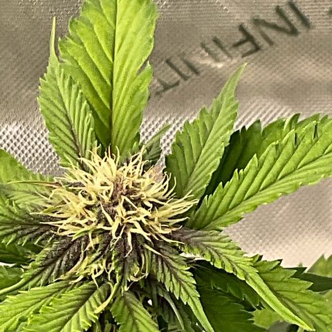 Gorilla Melon growlog timeline photo