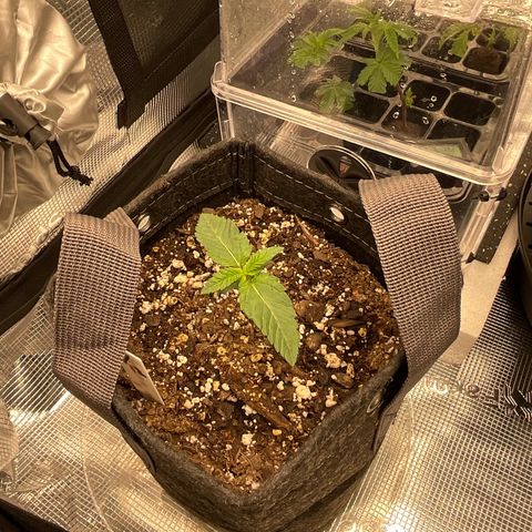 Gorilla Melon growlog timeline photo