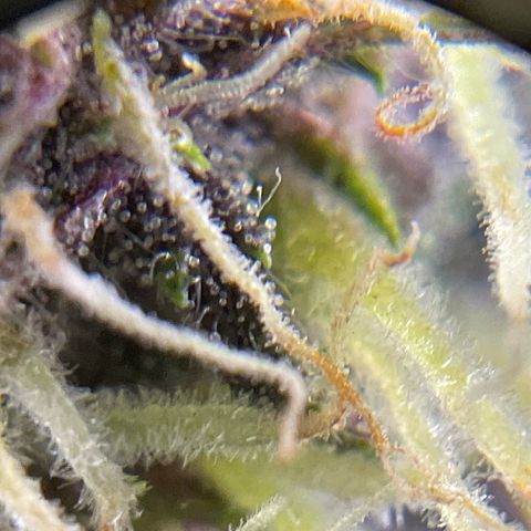 Gorilla Melon growlog timeline photo