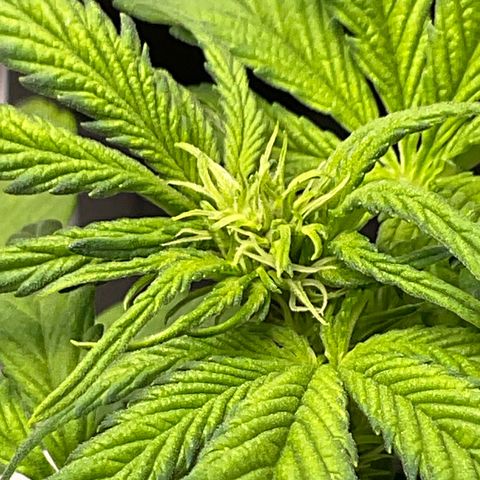 Gorilla Melon growlog timeline photo