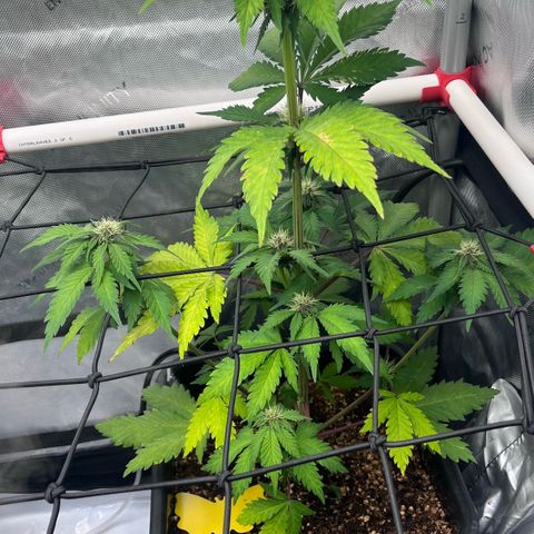 Gorilla Melon growlog timeline photo