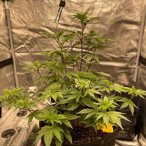Gorilla Melon growlog timeline photo