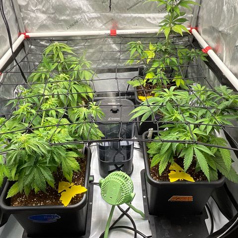 Gorilla Melon growlog timeline photo
