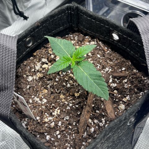 Gorilla Melon growlog timeline photo