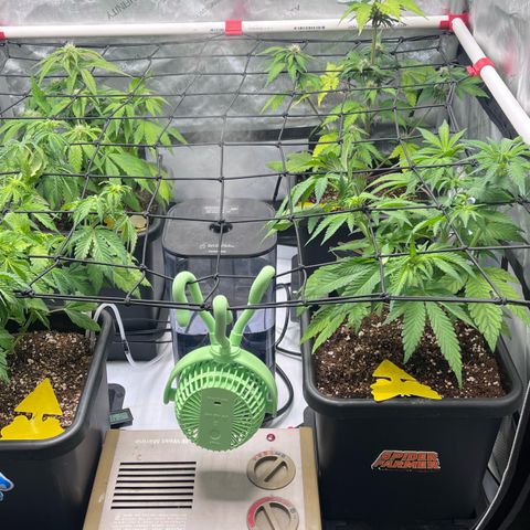Gorilla Melon growlog timeline photo