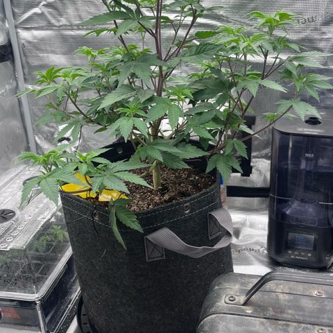 Gorilla Melon growlog timeline photo