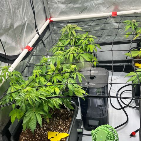 Gorilla Melon growlog photo: Transplanted 1 wedding cake clone. In a solo cup. Top dressed with a little worm castings and watered in.