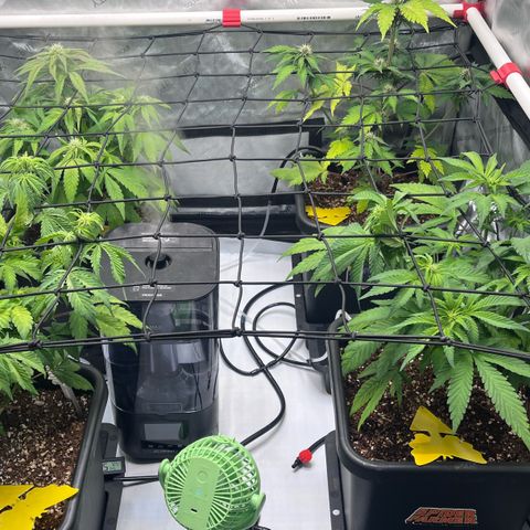 Gorilla Melon growlog photo: Transplanted 1 wedding cake clone. In a solo cup. Top dressed with a little worm castings and watered in.