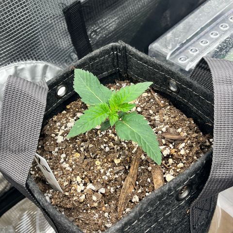 Gorilla Melon growlog photo: Transplanted 1 wedding cake clone. In a solo cup. Top dressed with a little worm castings and watered in.