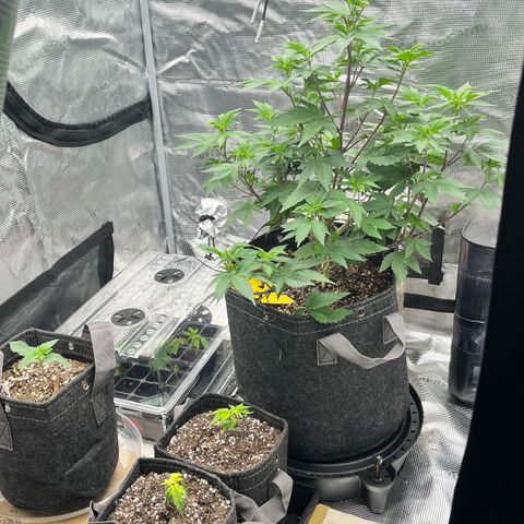 Gorilla Melon growlog photo: Transplanted 1 wedding cake clone. In a solo cup. Top dressed with a little worm castings and watered in.