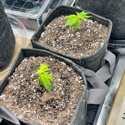 Gorilla Melon growlog photo: Transplanted 1 wedding cake clone. In a solo cup. Top dressed with a little worm castings and watered in.