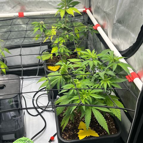 Gorilla Melon growlog photo: Transplanted 1 wedding cake clone. In a solo cup. Top dressed with a little worm castings and watered in.
