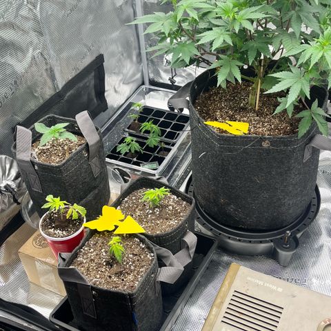 Gorilla Melon growlog timeline photo