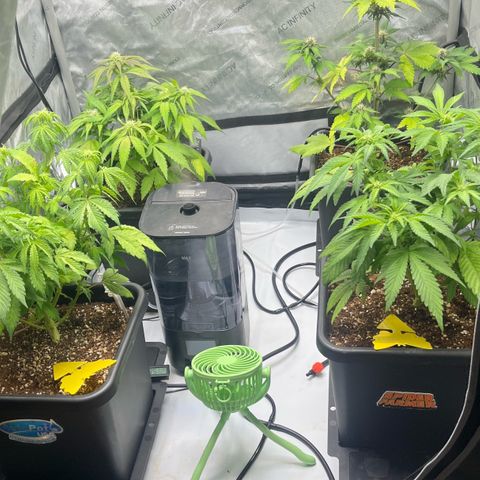 Gorilla Melon growlog timeline photo