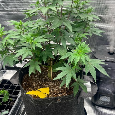 Gorilla Melon growlog timeline photo