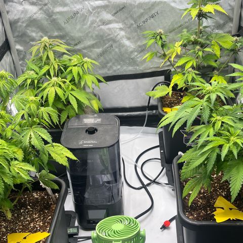 Gorilla Melon growlog timeline photo