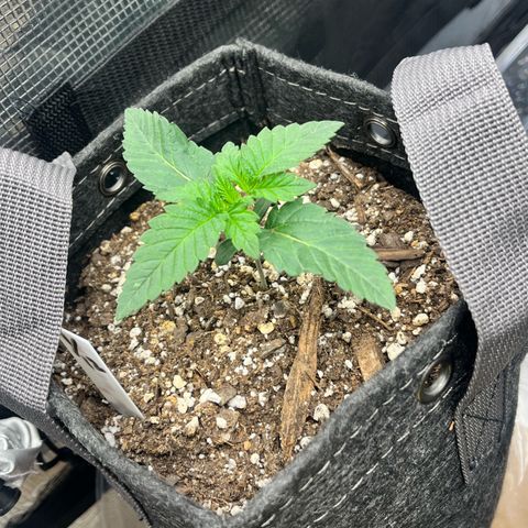 Gorilla Melon growlog timeline photo