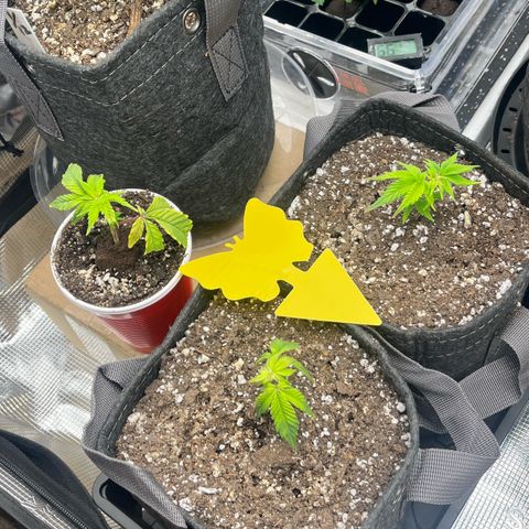 Gorilla Melon growlog timeline photo