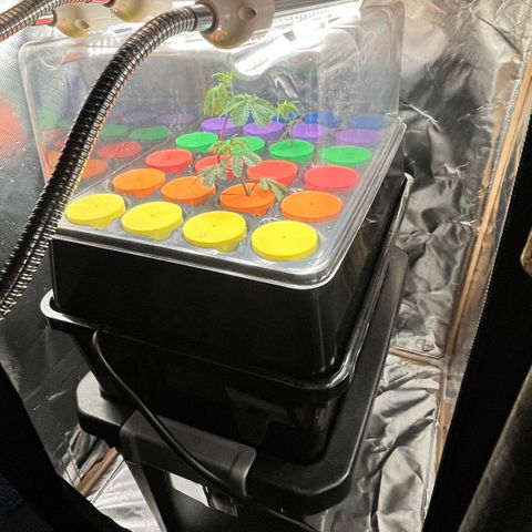 Gorilla Melon growlog photo: Decided to try cloning multiple plants. So I got a Horticlone and some clonex. We shall see how this turns out. Already had the light was a gift from a friend. 