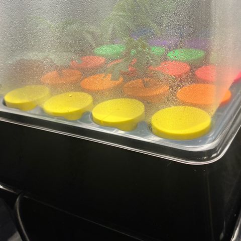 Gorilla Melon growlog photo: Cut 2 more clones today from the wedding cake.
Used clonex and RO water.