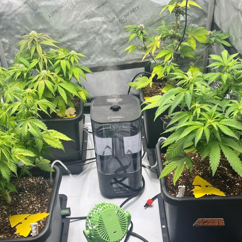 Gorilla Melon growlog photo: Day 40 from seeds. 
Tent 1:4 autos - 3 Purple Lemonade
1-Gorilla glue
Tent 2: 1- Wedding cake clone I bought. 
1- Gorilla Melon Photo
And several wedding cake photo clones.