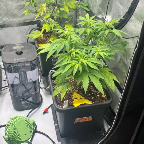 Gorilla Melon growlog photo: Day 40 from seeds. 
Tent 1:4 autos - 3 Purple Lemonade
1-Gorilla glue
Tent 2: 1- Wedding cake clone I bought. 
1- Gorilla Melon Photo
And several wedding cake photo clones.