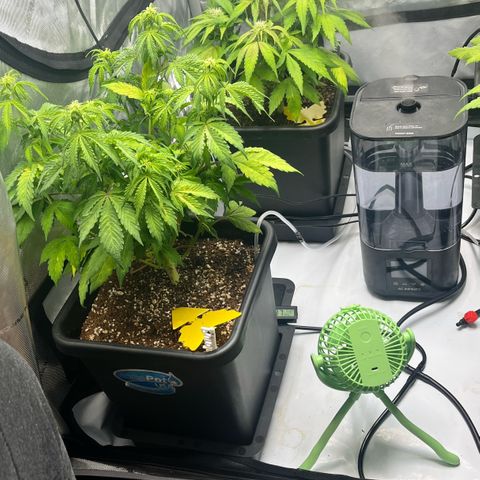Gorilla Melon growlog photo: Day 40 from seeds. 
Tent 1:4 autos - 3 Purple Lemonade
1-Gorilla glue
Tent 2: 1- Wedding cake clone I bought. 
1- Gorilla Melon Photo
And several wedding cake photo clones.