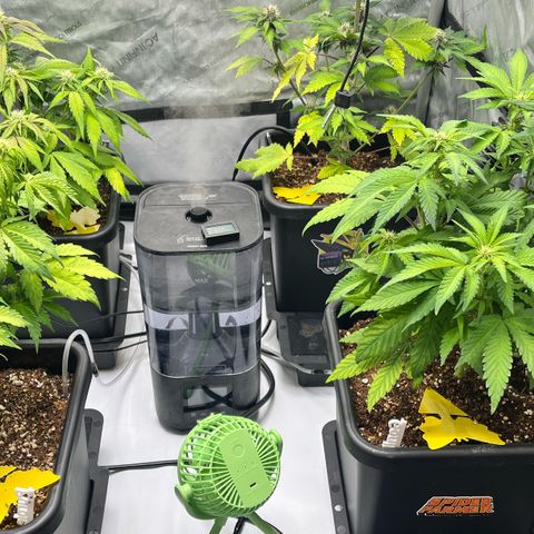 Gorilla Melon growlog timeline photo