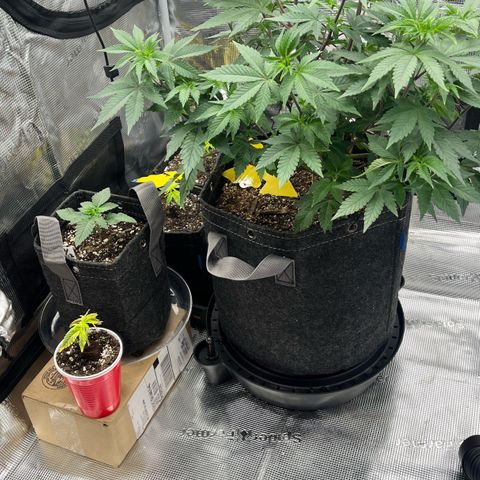 Gorilla Melon growlog timeline photo