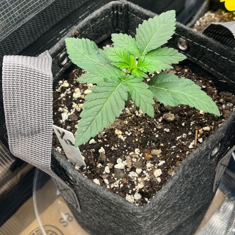 Gorilla Melon growlog timeline photo