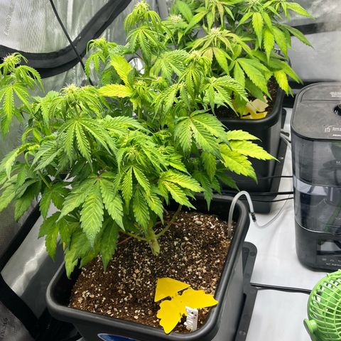 Gorilla Melon growlog timeline photo