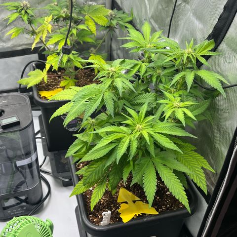 Gorilla Melon growlog timeline photo